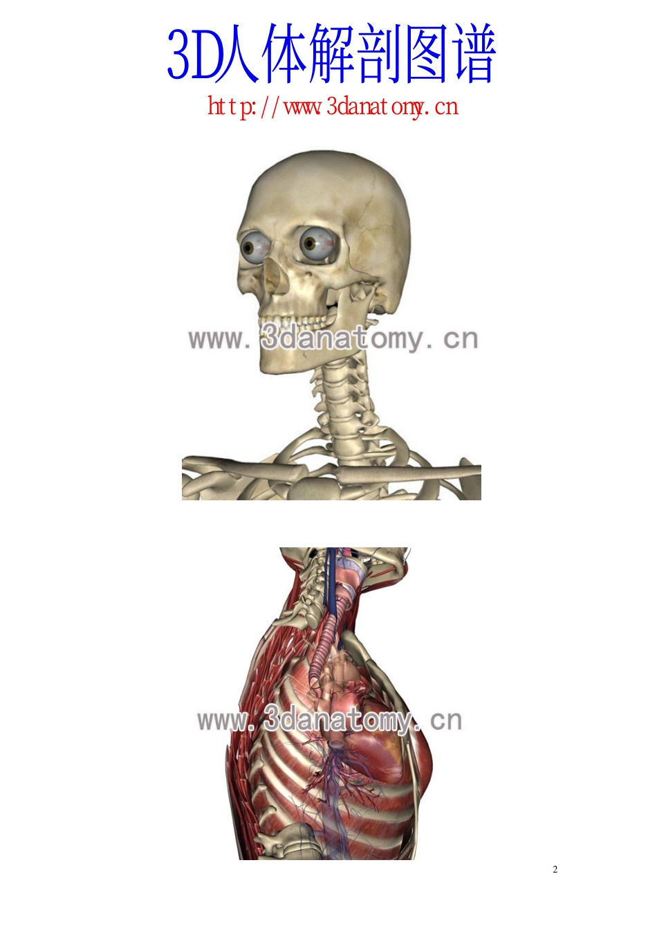 最全的3D人体解剖图谱_第2页