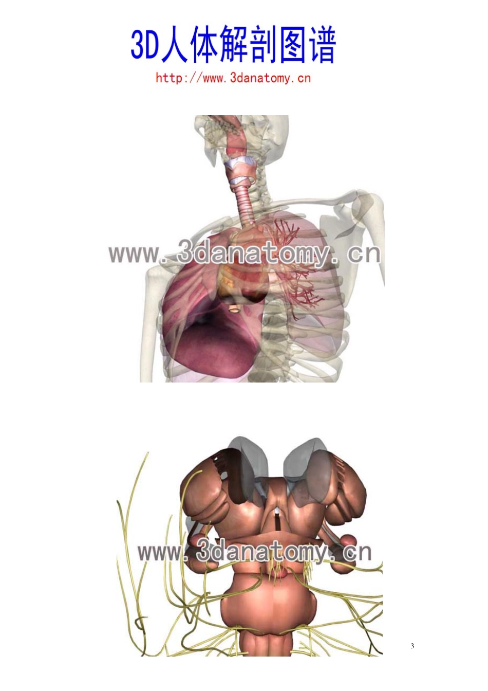 最全的3D人体解剖图谱_第3页