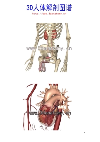 最全的3D人体解剖图谱