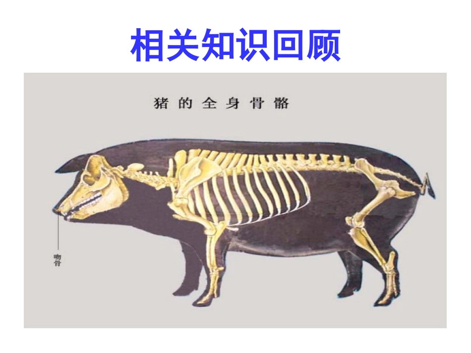 第二讲  运动系统(肌肉)_第2页