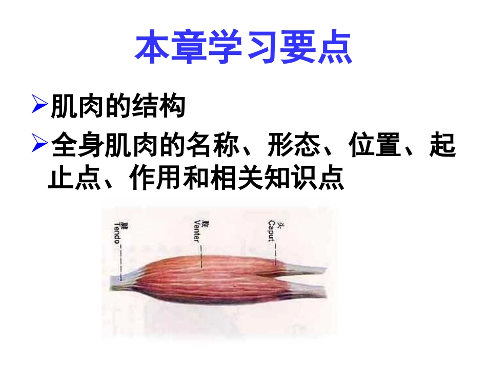 第二讲  运动系统(肌肉)_第3页