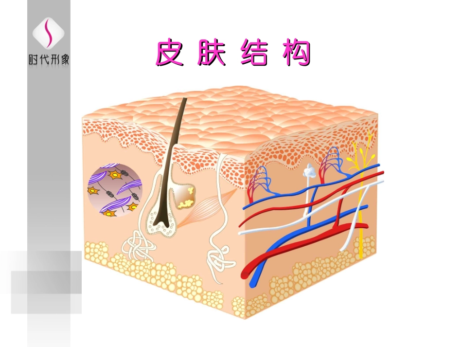 基础皮肤知识_第2页