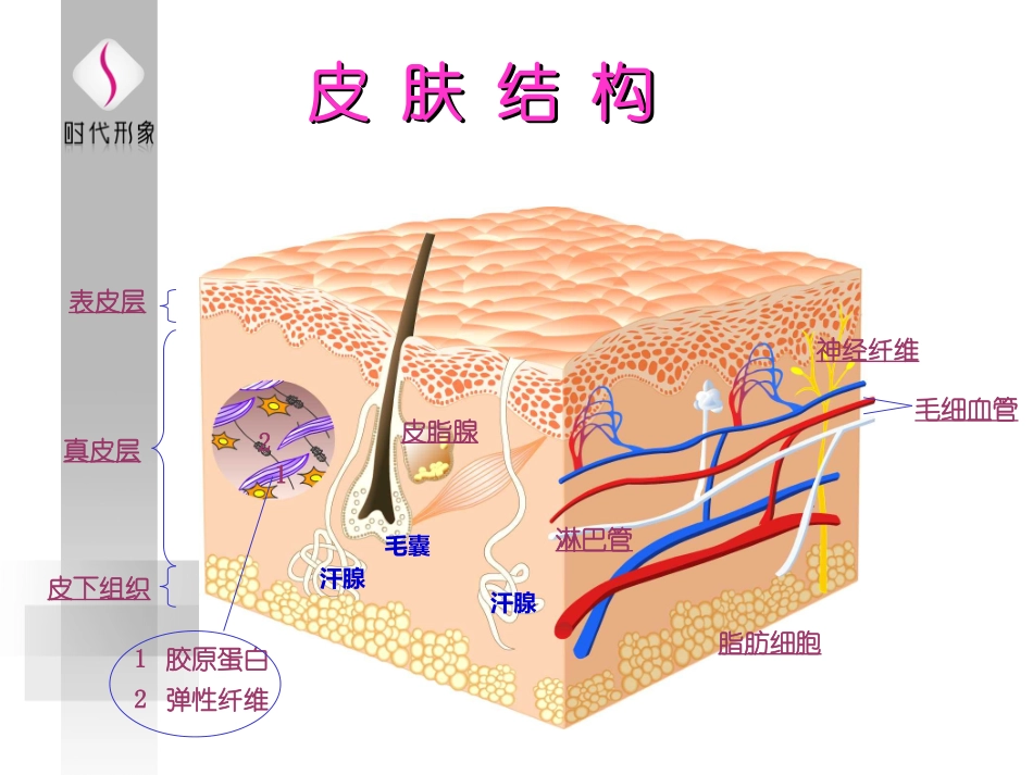 基础皮肤知识_第3页