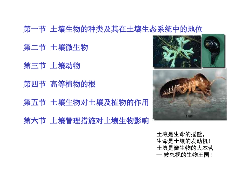 Chap04-土壤生物_第2页