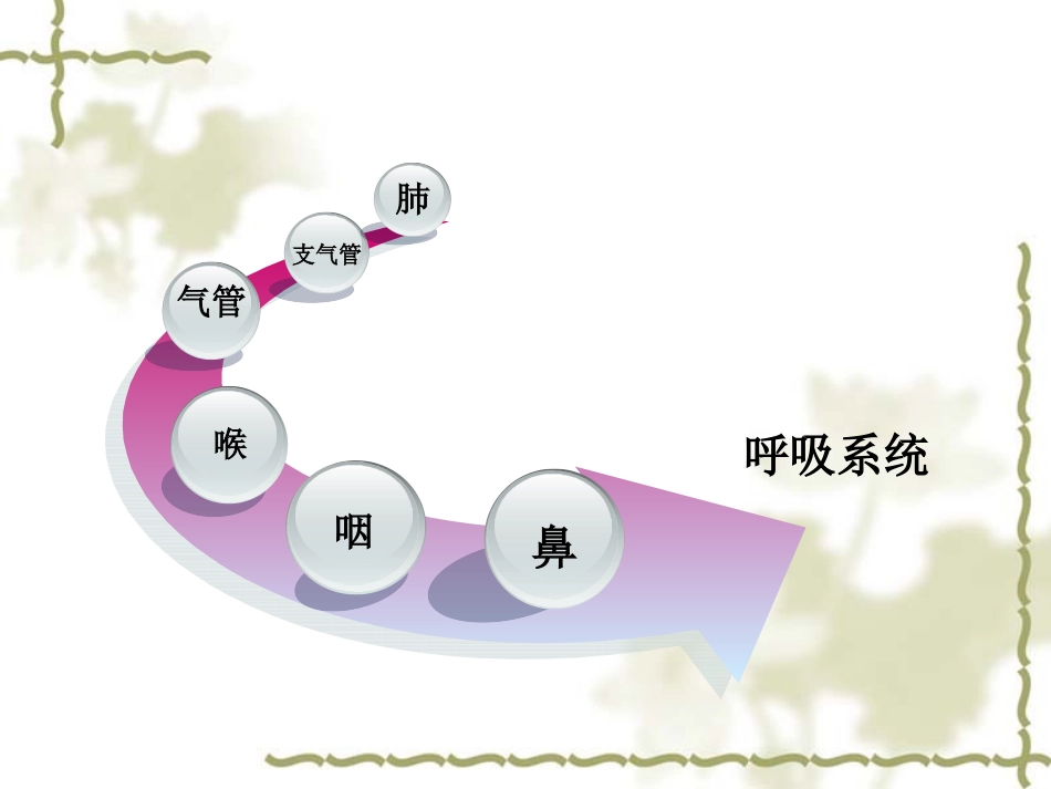 呼吸系统幻灯片_第3页