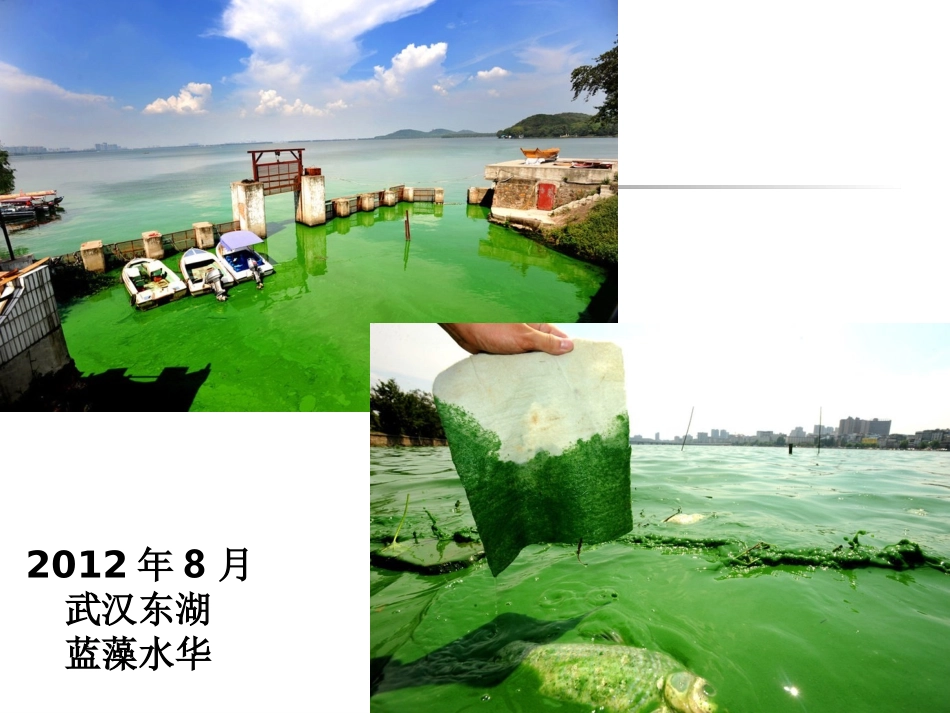 水体富营养化评价与治理_第2页