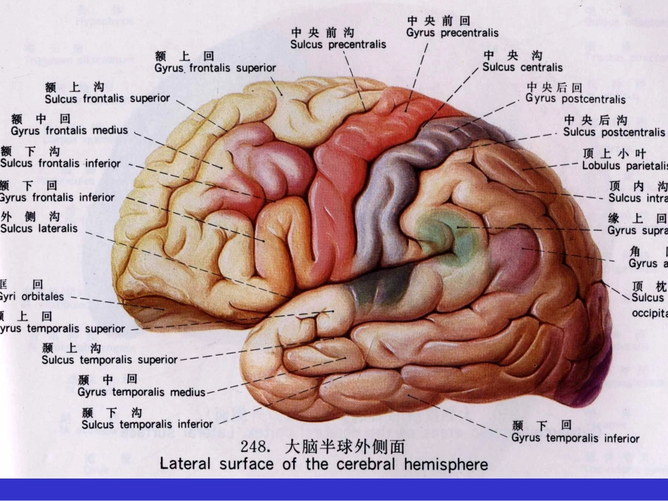 CNS-断层解剖_第2页