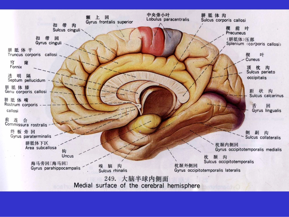CNS-断层解剖_第3页