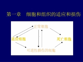 细胞和组织的损伤