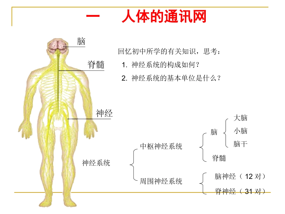 人体生命活动的神经调PPT_第2页