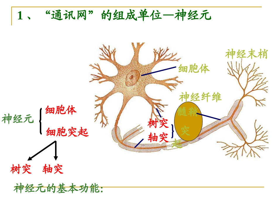 人体生命活动的神经调PPT_第3页
