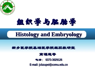 泌尿系统及生殖系统的发生