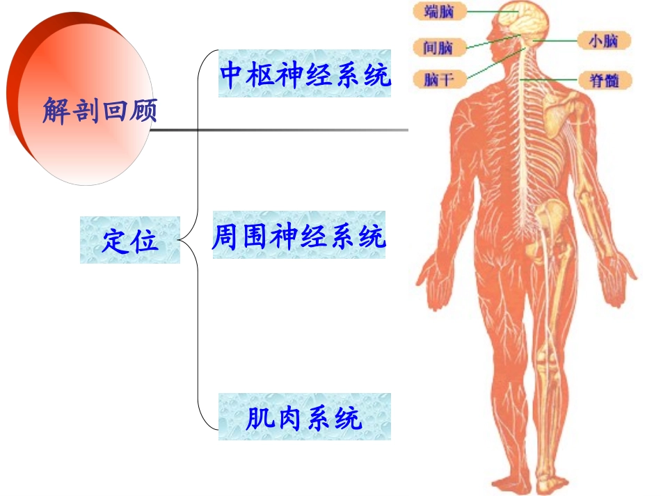 颅神经—赵建华本科教学_第2页