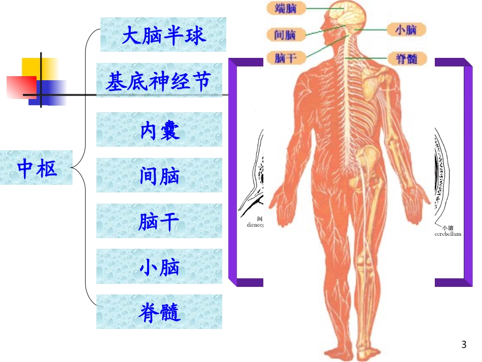颅神经—赵建华本科教学_第3页