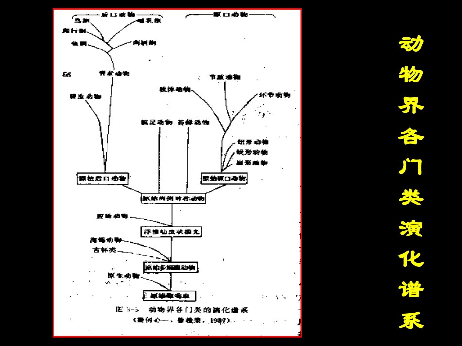 第四章 古生物的主要门类_第2页