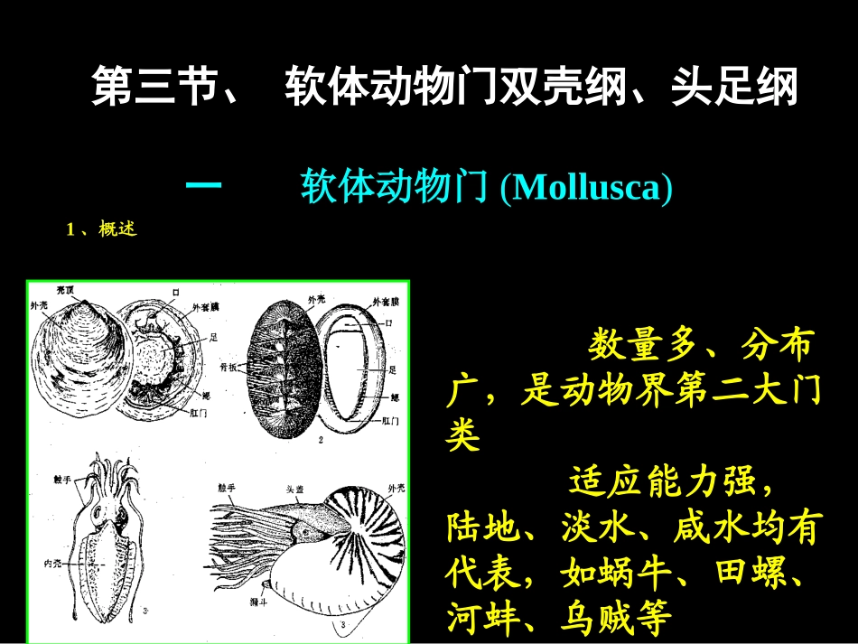 第四章 古生物的主要门类_第3页