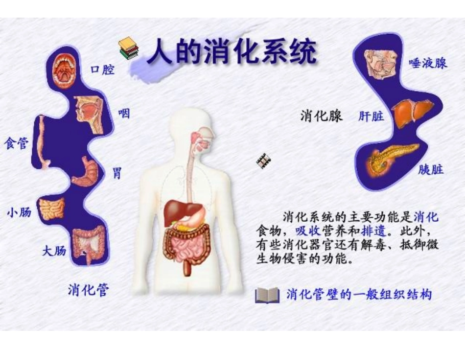 消化腺.ppt_第1页