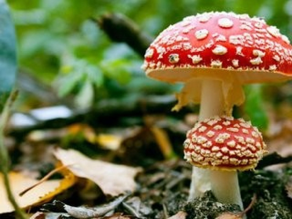 细菌和真菌的分布5_第3页