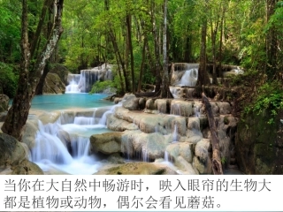 细菌和真菌的分布5