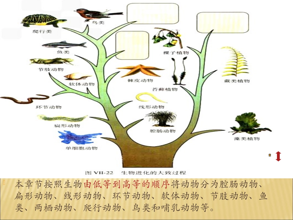 腔肠动物和扁形动物_第3页