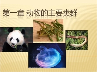 腔肠动物和扁形动物