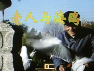 《老人与海鸥》课件