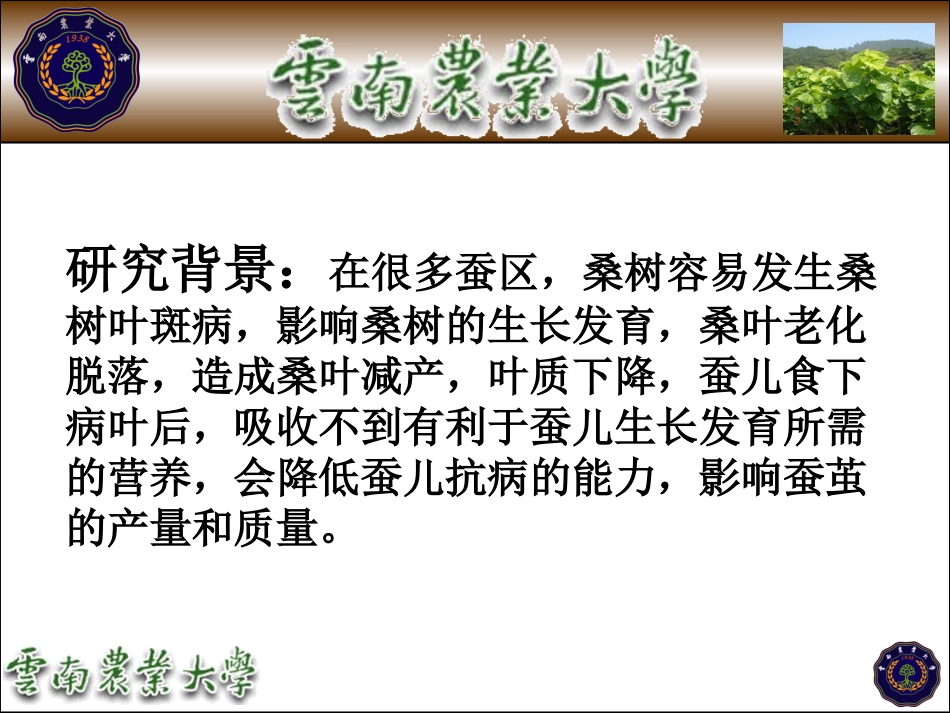 桑树叶斑病防治PPT_第3页