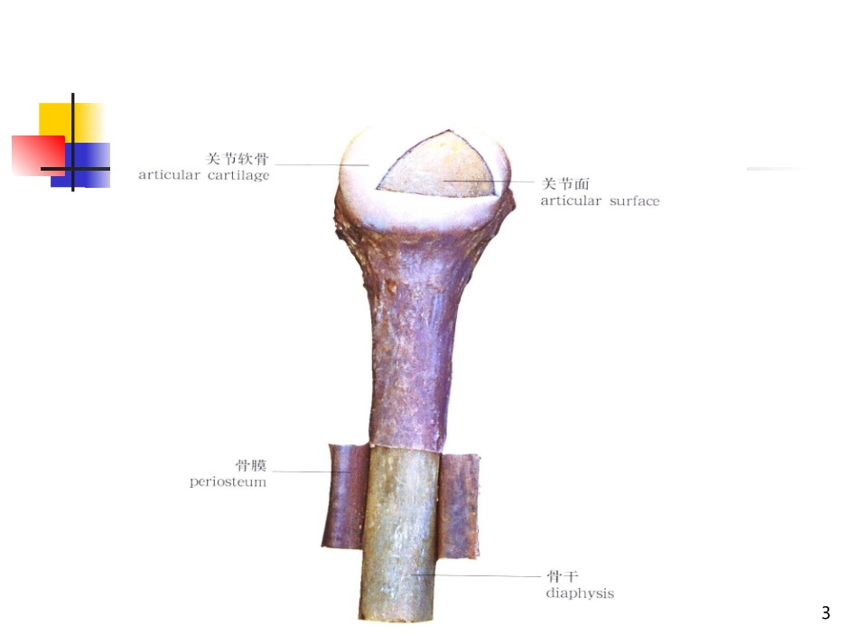 骨显像讲课新_第3页
