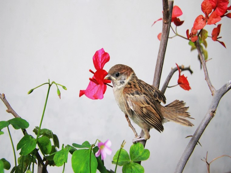 古诗两首春晓课件PPT下载人教版新课标一年级语文下册课件_第3页