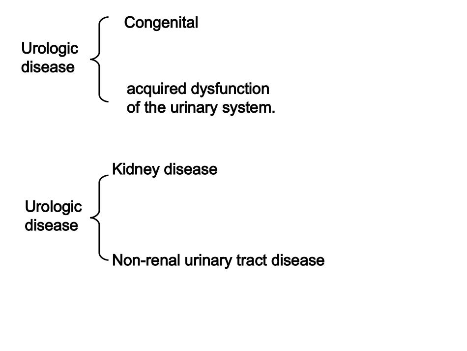 泌尿系统动物模型_第3页