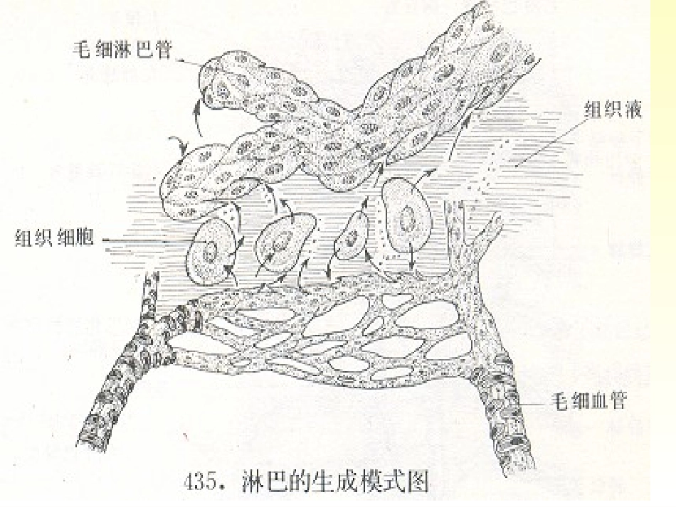 第二章淋巴系统讲课课件2013-11-11_第2页