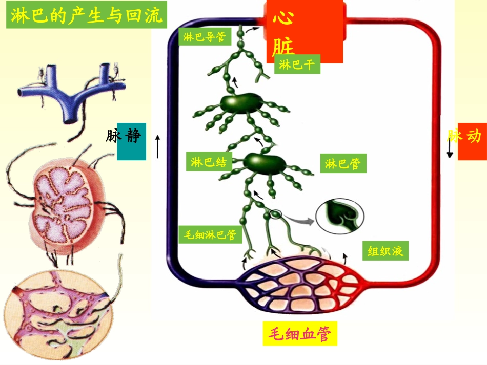 第二章淋巴系统讲课课件2013-11-11_第3页