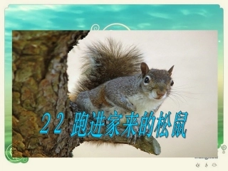《跑进家来的松鼠课》教学课件2