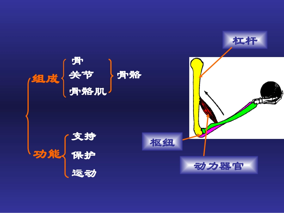 下肢骨主要关节_第3页