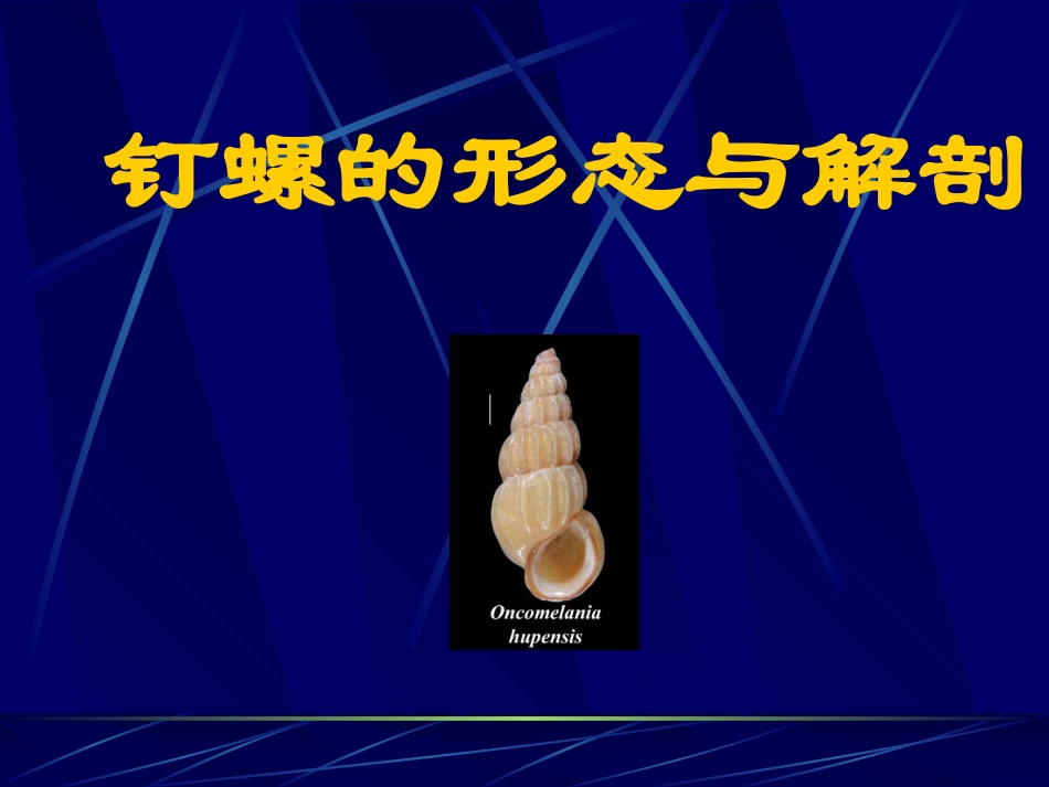 钉螺的形态与解剖_第2页