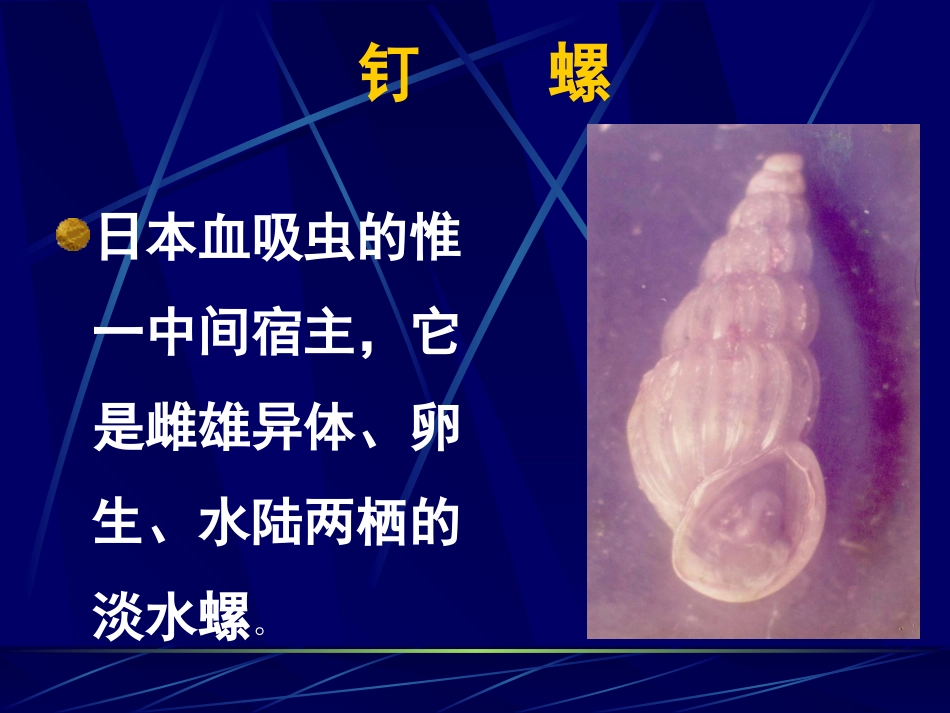 钉螺的形态与解剖_第3页