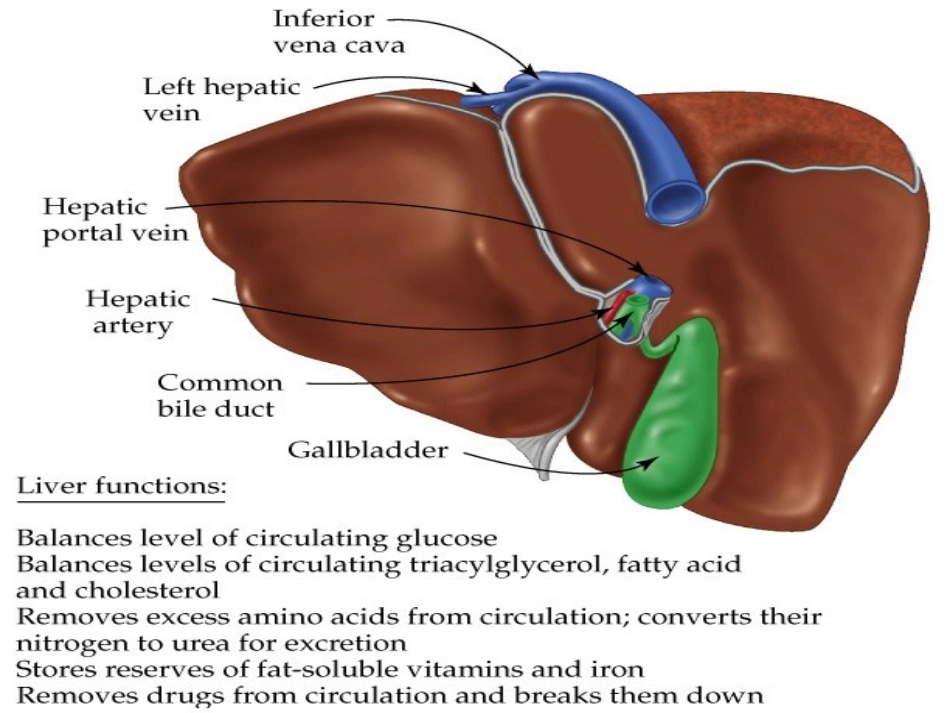 肝肾功能检查_第3页