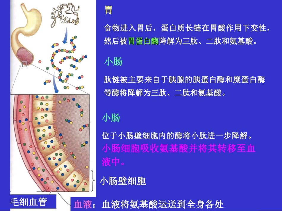 蛋白质和营养不良2_第2页