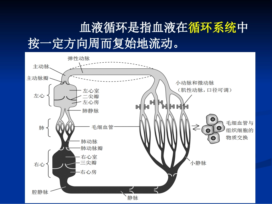动物生理学 血液循环_第2页