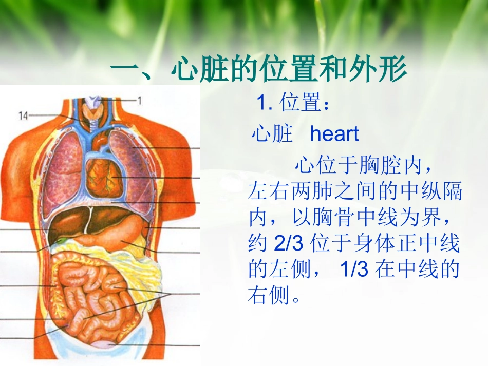 心脏电生理--_第3页