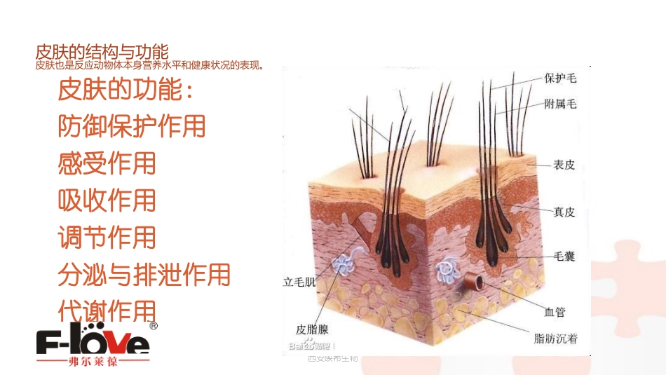 宠物皮肤病分享_第3页