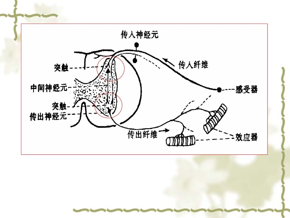 神经系统功能活动的基本原理_第2页