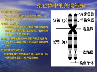 染色质与染色体
