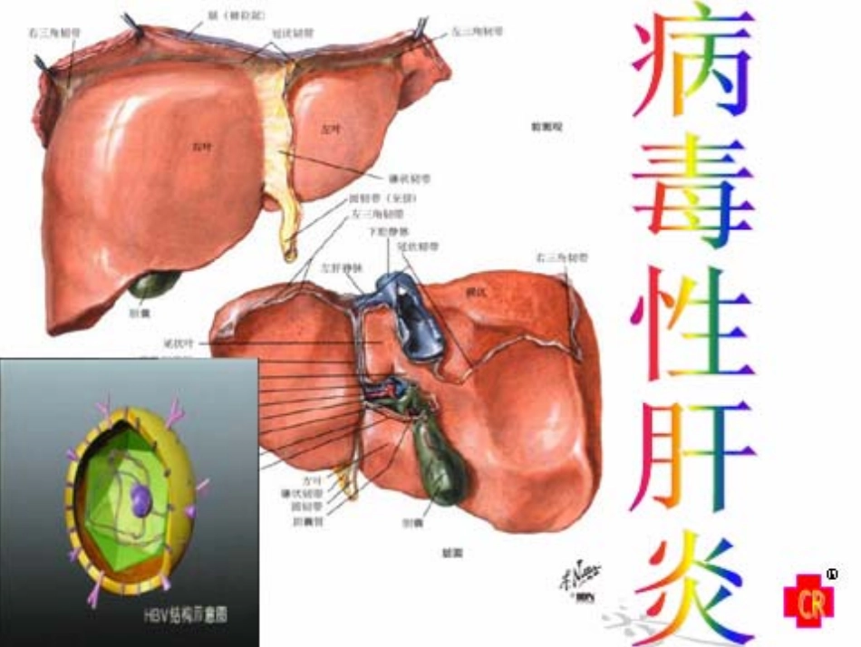 肝炎07.6.1_第2页