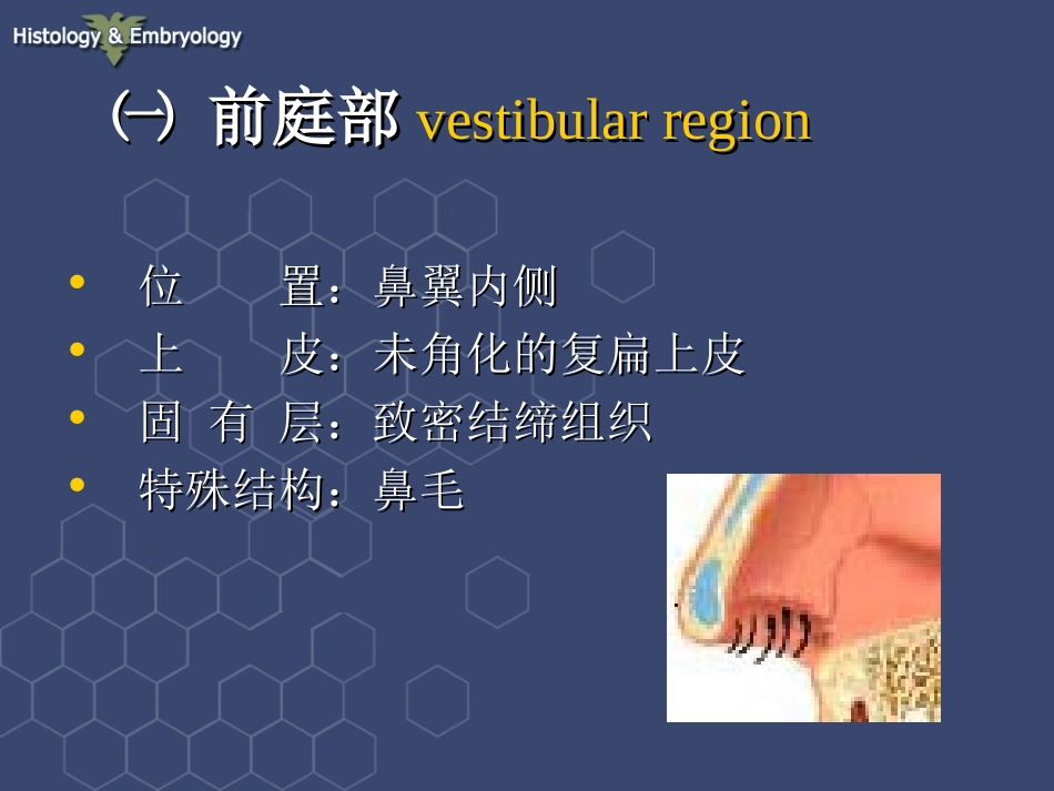 呼吸系统组织结构-徐伟珍_第3页