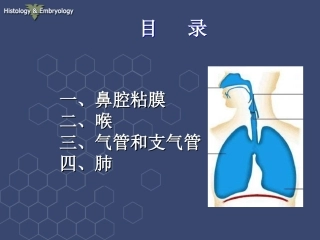 呼吸系统组织结构-徐伟珍