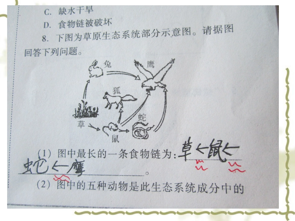 食物网与食物链20131023_第3页