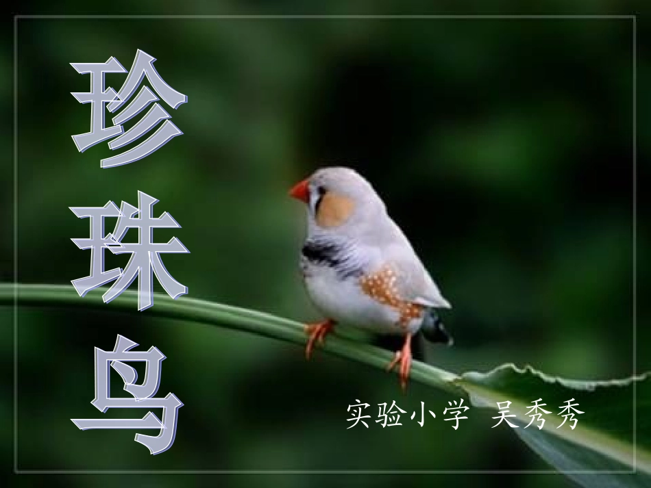 《珍珠鸟》课件_第1页