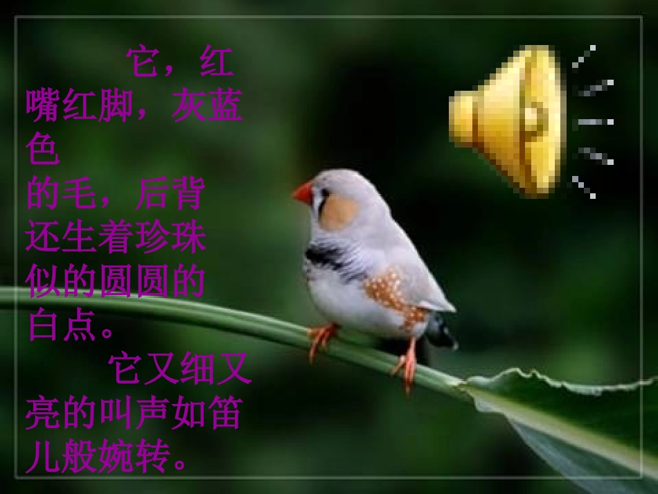 《珍珠鸟》课件_第2页