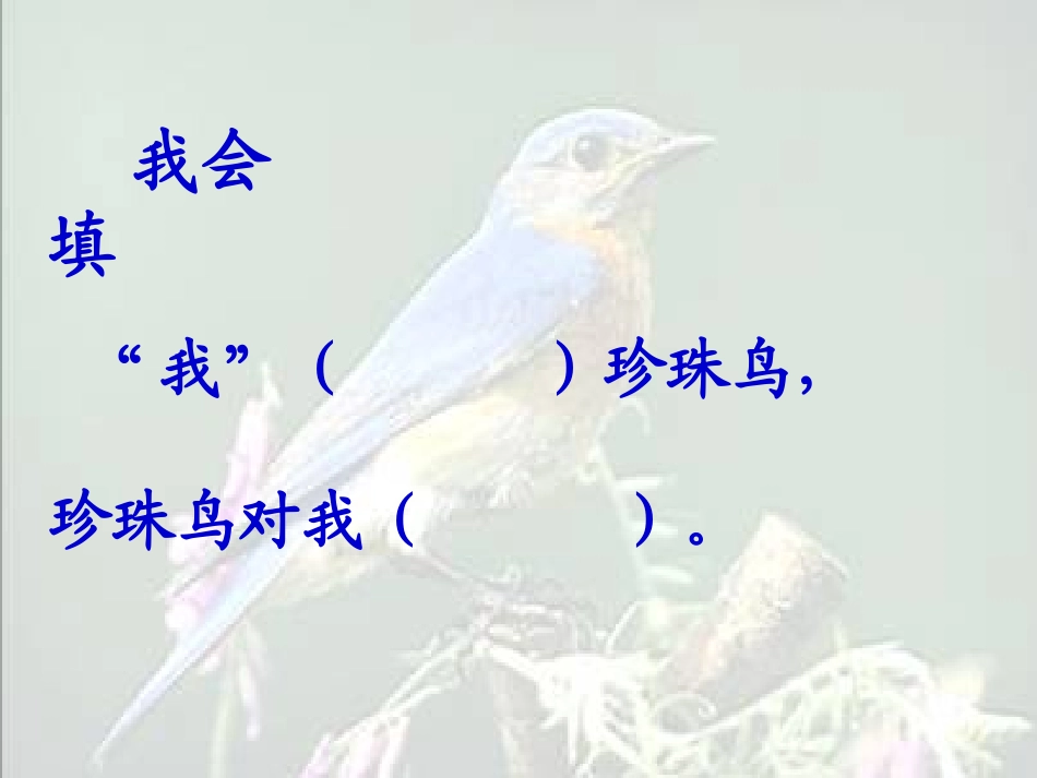 《珍珠鸟》课件_第3页